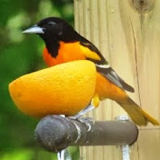 Profile Picture of Anne Watson (@ladywebby99) on Youtube