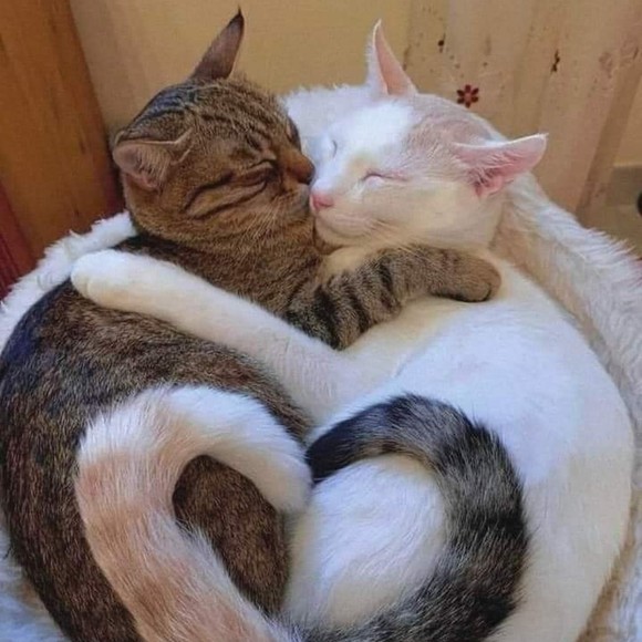 Profile Picture of Nancy Métivier (@chanie38) on Poshmark