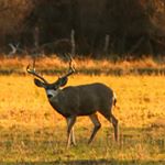 Gila National Forest Animals - Instagram Profile Picture of Gila National Forest Animals (@gilawilderness) on Instagram