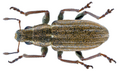 Profile Picture of Sitona lineatuson Wikipedia