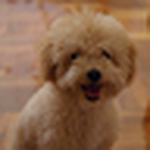 Profile Picture of Ray Cheng (@peppermintray) on Flickr