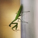 Profile Picture of Massimiliano Sbrolla (@zoofactory) on Instagram