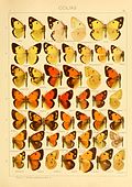 Profile Picture of Colias erschoffion Wikipedia