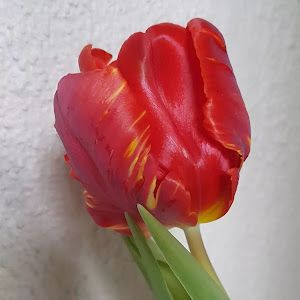 Profile Picture of Martin Solomon (@martinsolomon655) on Tiktok