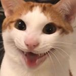 Profile Picture of 🧸КᎥო КᎥო ᎠᕱᎥլᎩ🧸 (@kim_kimdaily) on Instagram