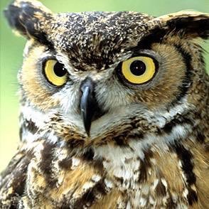 Profile Picture of Jacob Smotherman (@XxSLOTHYHDxX) on Twitter