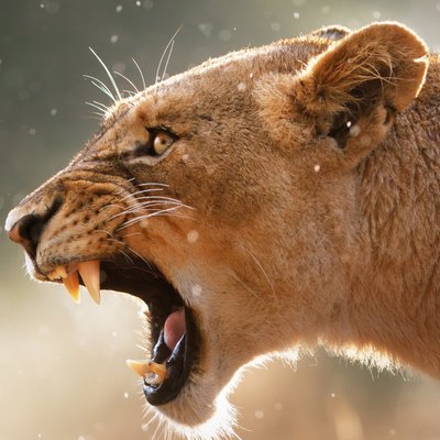 Jeff Kwon - Twitter Profile Picture of Jeff Kwon (@vipkwon95) on Twitter