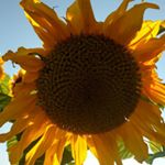 Profile Picture of isabelle tardif (@moonliight718) on Instagram