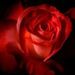 Profile Picture of Maureen Wilson (@passionfruit53) on Pinterest