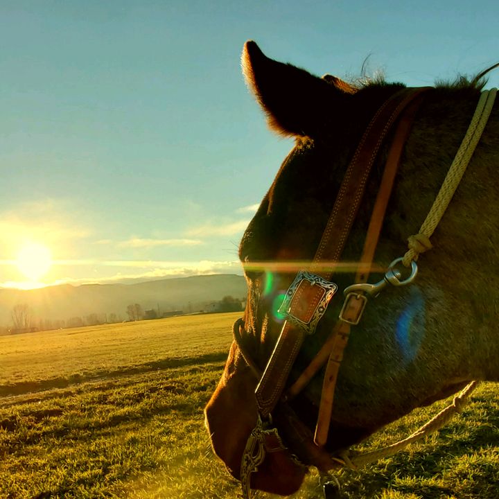 Profile Picture of Jessica Chappell (@@myredace) on Tiktok