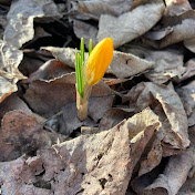 Profile Picture of Benjamin Anderson (@Gobe1978) on Youtube