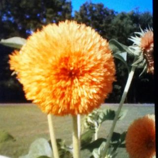 Profile Picture of Jean Strawn (@jean.strawn.1) on Facebook