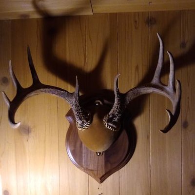 Profile Picture of Mark Laviolette (@MarkLaviolette) on Twitter