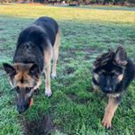 Profile Picture of Mike Nesci (@hunter_x_riley) on Instagram