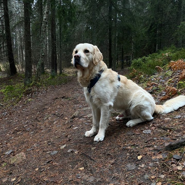 Profile Picture of Sandra Sjöberg (@sandrachili1) on Tiktok