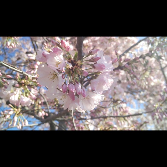 Profile Picture of Saranya Vajrala (@saranyav) on Poshmark