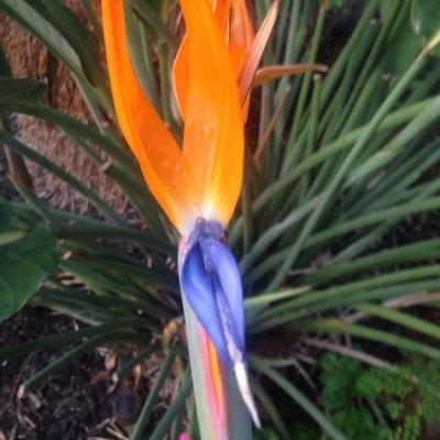 Profile Picture of Lori Henninger (@lah_lori) on Twitter