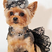 Profile Picture of Fiona Lin (@fionalin5559) on Youtube