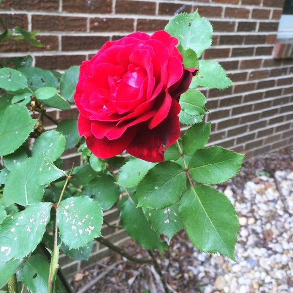 Profile Picture of Maureen Zajic (@maureenzajic4) on Poshmark