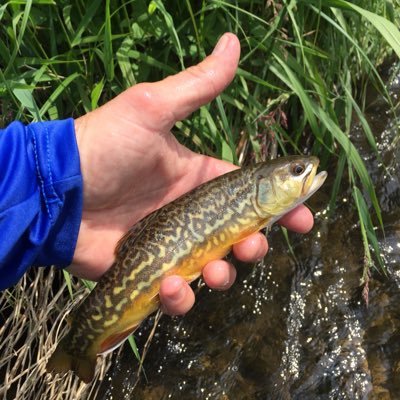 Profile Picture of Doug Dusthimer (@DougDusthimer) on Twitter