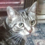 Profile Picture of Lee Applegarth (@leeapplegarth6886) on Youtube