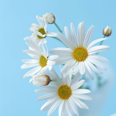 Profile Picture of John Resig (@John1Resig) on Twitter