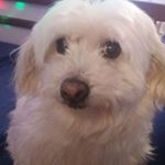 Michael Murielle Guillaume - Instagram Profile Picture of Michael Murielle Guillaume (@michael.guillaume.52) on Instagram