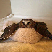 Rob Holley - Youtube Profile Picture of Rob Holley (@robholley7851) on Youtube