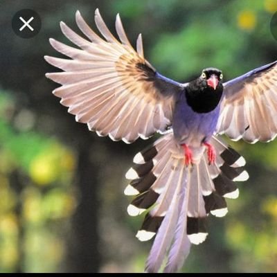 Profile Picture of FREEMAN PARKER  🇱🇷 (@FreemanParker8) on Twitter