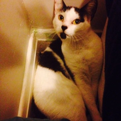 Profile Picture of The Cool Cats (@david_headen) on Twitter