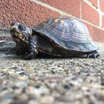 Profile Picture of Squishy Thomas Wallace (@squishytheturtle17) on Instagram