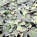 Profile Picture of Joseph Ngugi (@josephngugi100) on Instagram