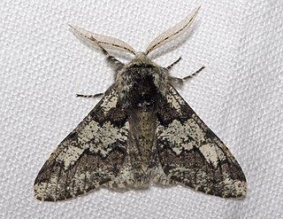 Profile Photo of Biston (moth)on Wikipedia