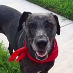 Profile Picture of Ruby Lynn (@rubythecatahoula) on Instagram