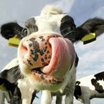 Profile Picture of Greg Bollinger (@greg.bollinger.12) on Instagram