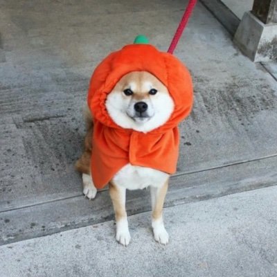 Doge - Twitter Profile Picture of Doge (@MatthewZaleski1) on Twitter