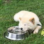 Profile Picture of Lily The Chow (@lily_the_chow) on Instagram
