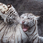 Profile Picture of Fernando Puente (@drpuente) on Flickr