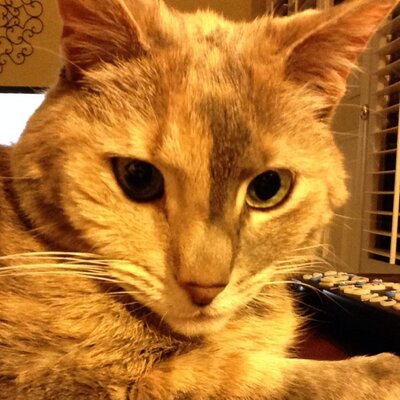 Profile Picture of Stacey Pfohl (@spfohl) on Twitter