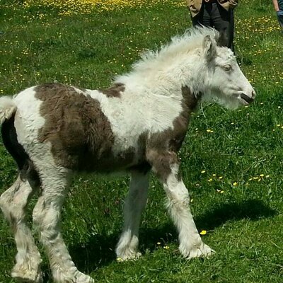 Profile Picture of Tom Proper Ponys (@kizzymounsey123) on Twitter