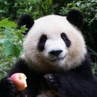 Profile Picture of GAO Xiong (@ylgaoxiong) on Twitter