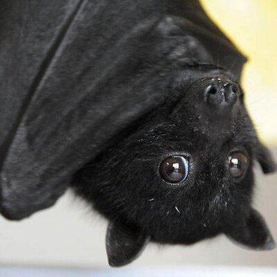 Julie Simpson - Twitter Profile Picture of Julie Simpson (@I_am_his_Juliet) on Twitter