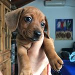 Profile Picture of Blas Lugones (@blasthesausage) on Instagram