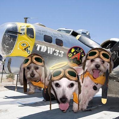 Profile Picture of Taz, Daisy, Buddy (@3DogsWhite) on Twitter