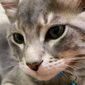 Benjamin Fuentes - Youtube Profile Picture of Benjamin Fuentes (@benjaminfuentes1550) on Youtube