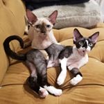 Profile Picture of Frankie & Bobbi (@frankieandbobbi) on Instagram