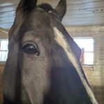 Profile Photo of kelly schwab (@equine_kel) on Instagram