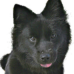 Profile Picture of Black Dog Jewelry (@black dog jewelry) on Flickr