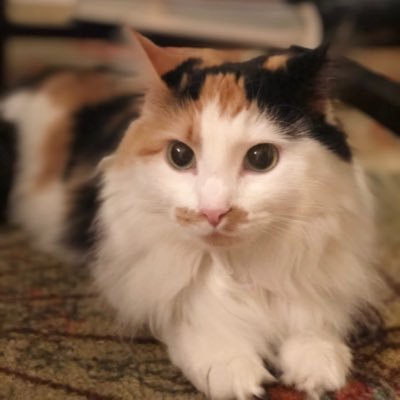Profile Picture of Victoria The Cat (@cat_victoria) on Twitter