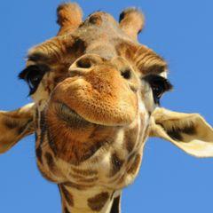 Profile Picture of Jacob Hassan (@jacobhassan2000) on Twitter